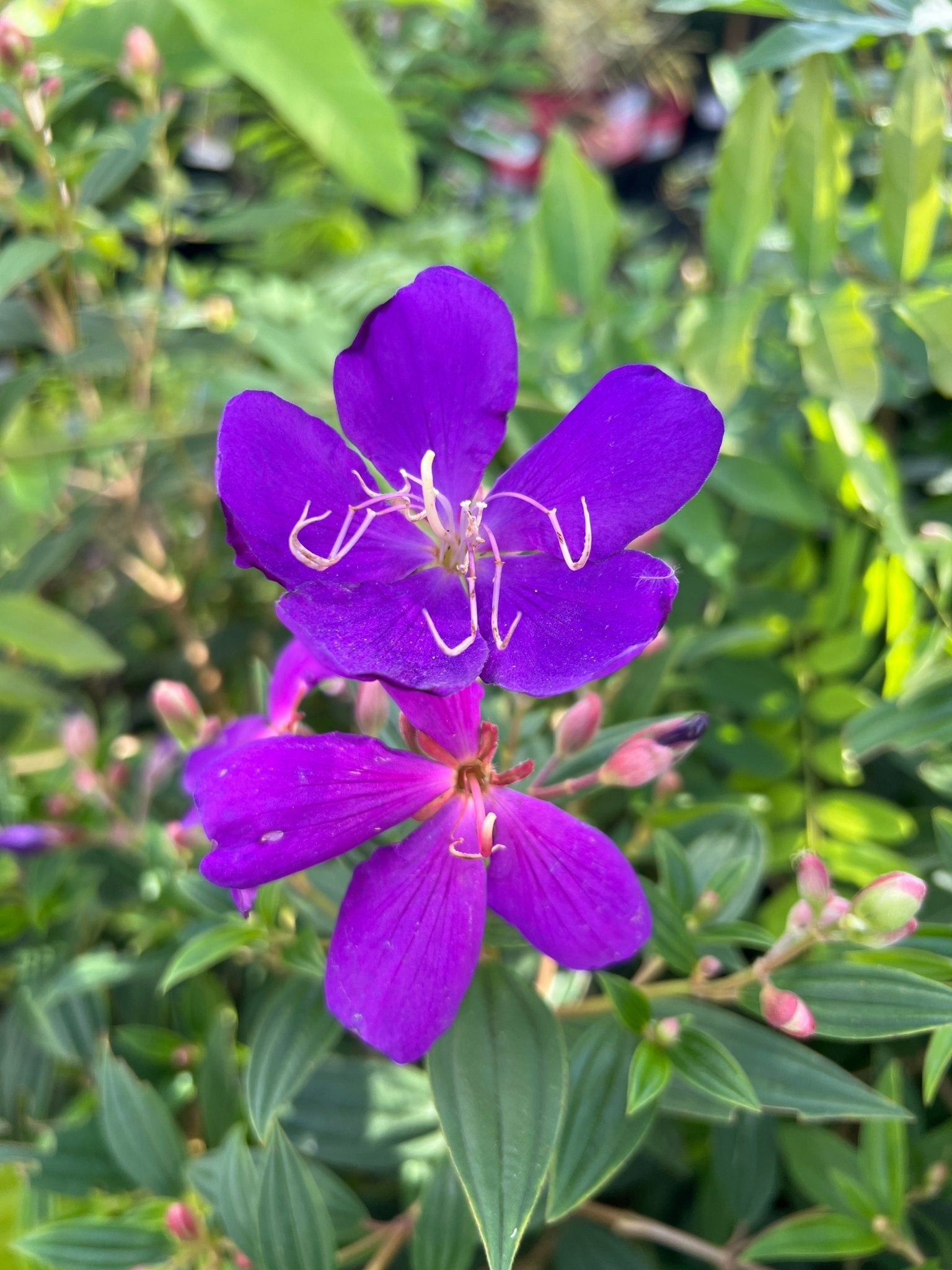 Tibouchina 'Jazzie' - Ladybird Nursery