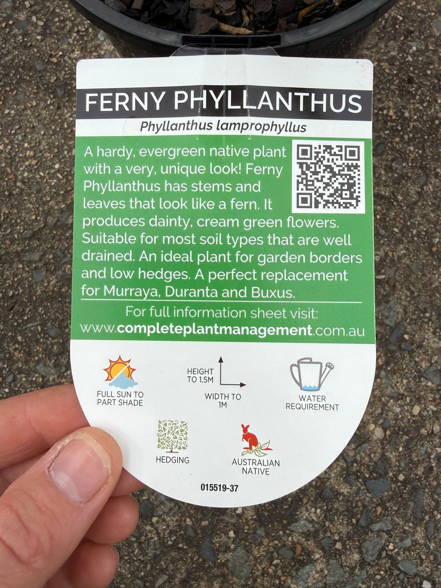 Phyllanthus 'Ferny' (Phyllanthus lamprophyllus) - Ladybird Nursery
