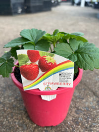 Strawberry 'Beltran'