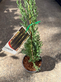 Italian Pencil Pine Glauca (Cupressus sempervirens) - Ladybird Nursery