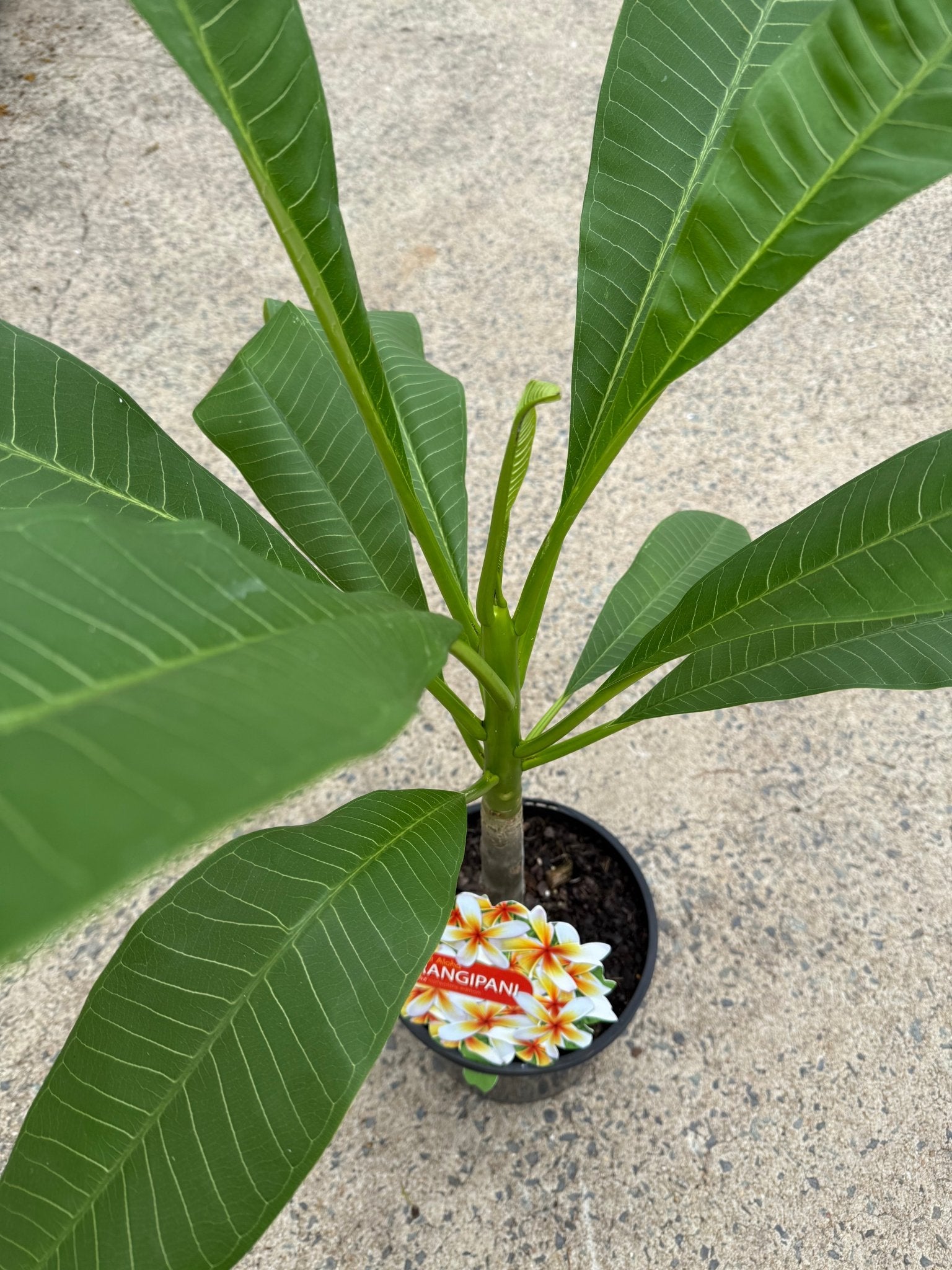 Frangipani ‘Sweet Aloha’ (Plumeria rubra) - Ladybird Nursery
