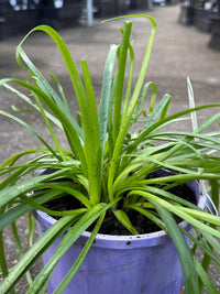 Rain Lily 'La Bufa Rosa' (Zephyranthes) - Ladybird Nursery