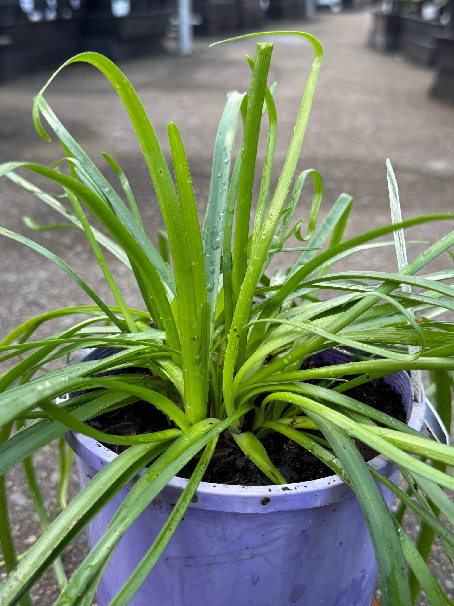 Rain Lily 'La Bufa Rosa' (Zephyranthes) - Ladybird Nursery