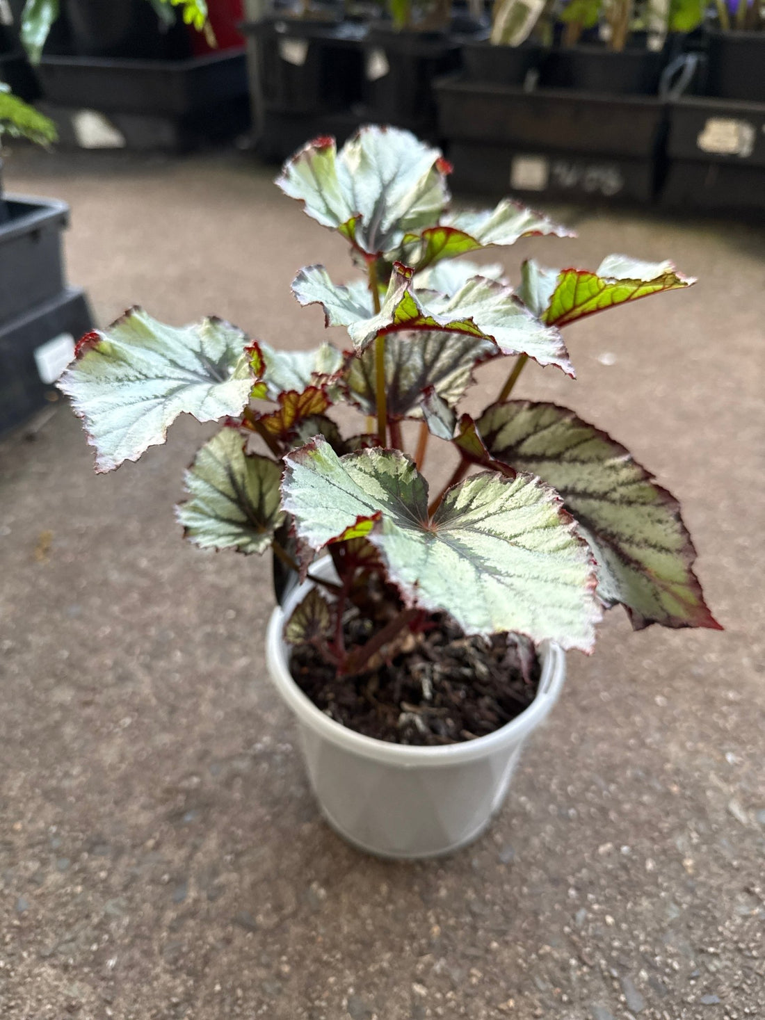 Begonia 'Nordic Glacier' - Ladybird Nursery