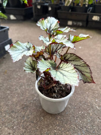 Begonia 'Nordic Glacier' - Ladybird Nursery