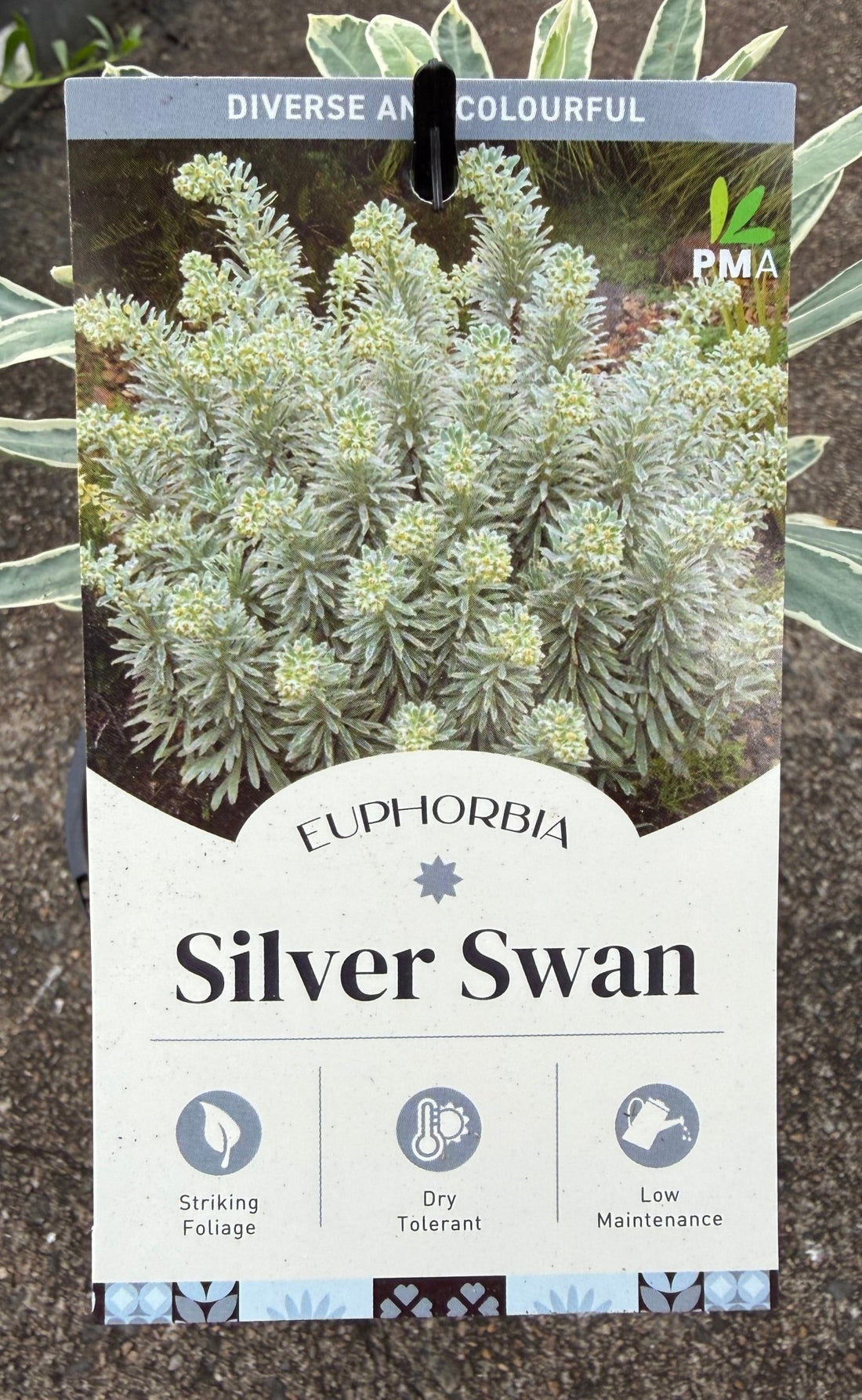Silver Swan (Euphorbia characias) - Ladybird Nursery