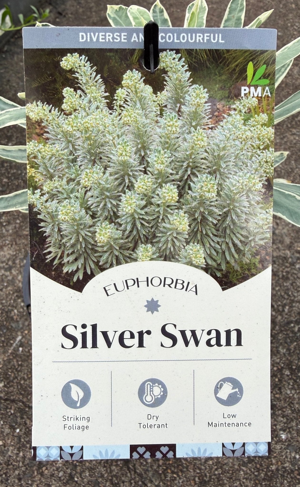 Silver Swan (Euphorbia characias) - Ladybird Nursery