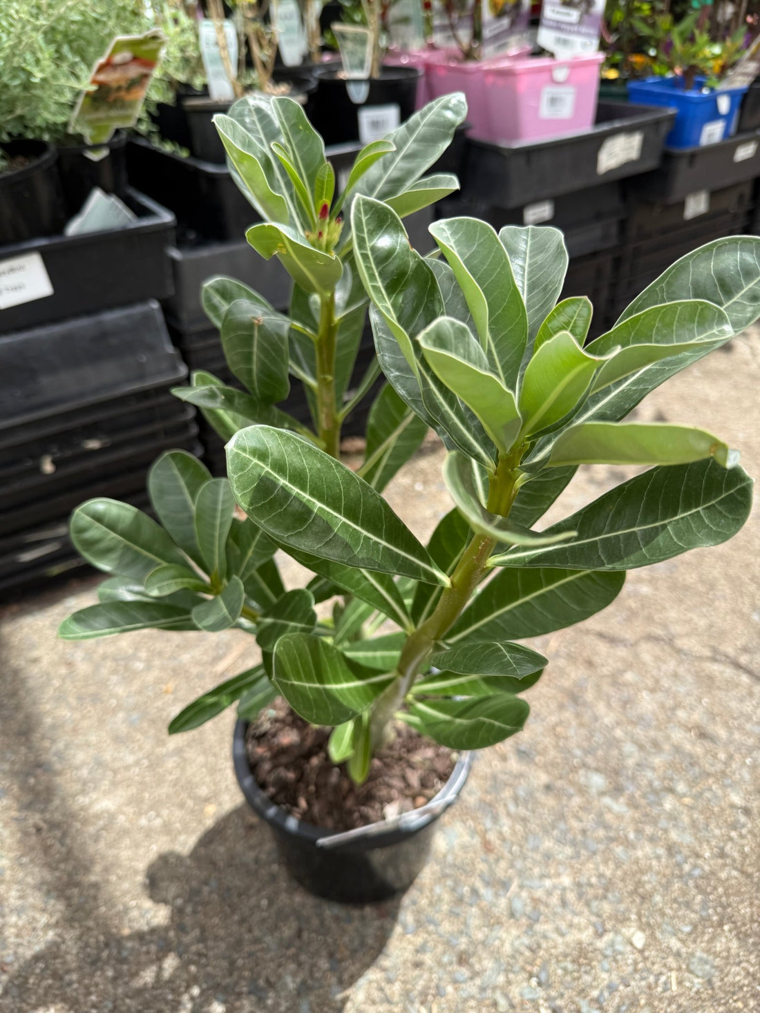 Desert Rose (Adenium obesum) - Ladybird Nursery