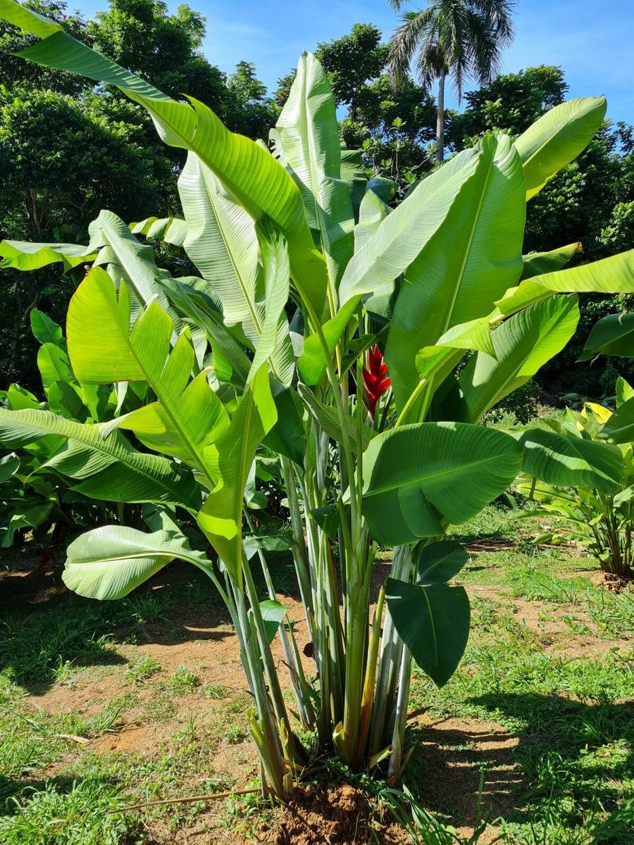 Heliconia caribaea 'Black Magic' - Ladybird Nursery