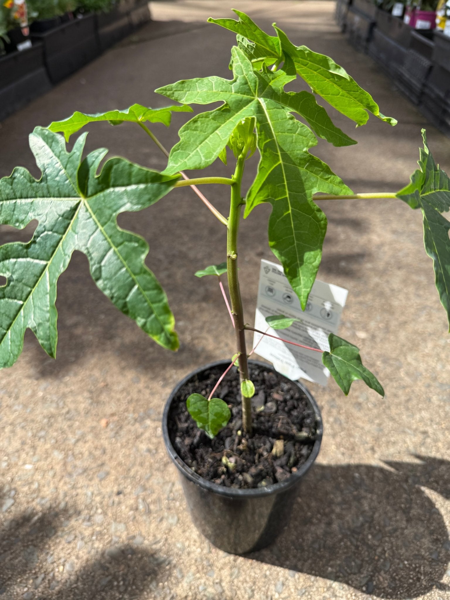 Pawpaw Bisexual 'Yellow' (QLD ONLY) - Ladybird Nursery