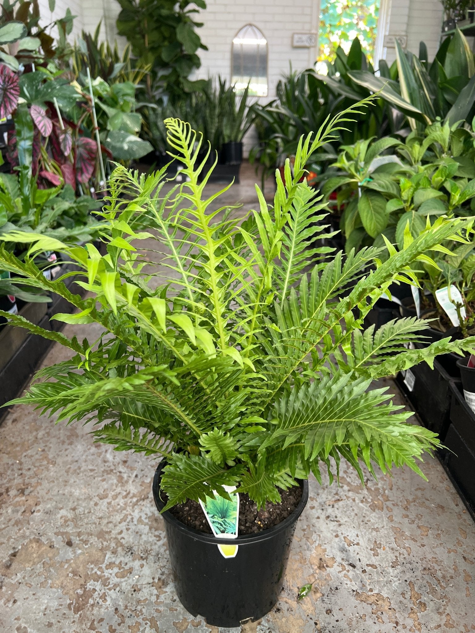 Silver Lady Fern (Blechnum gibbum) - Ladybird Nursery