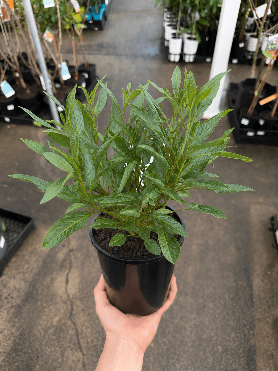 Pepino Berry - Ladybird Nursery