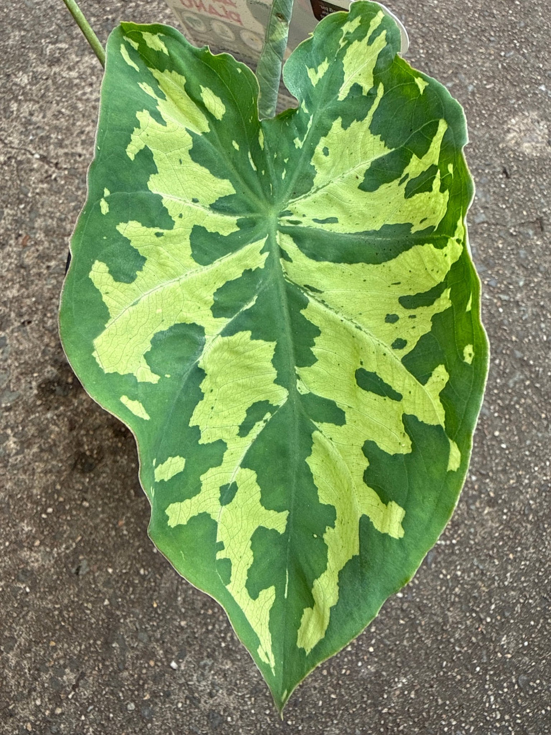 Caladium praetermissum 'Hilo Beauty' - Ladybird Nursery