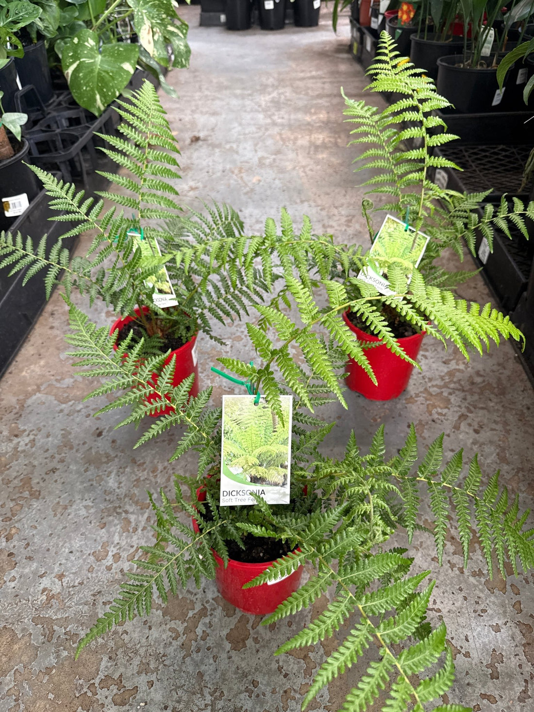 Soft Tree Fern (Dicksonia antarctica) - Ladybird Nursery