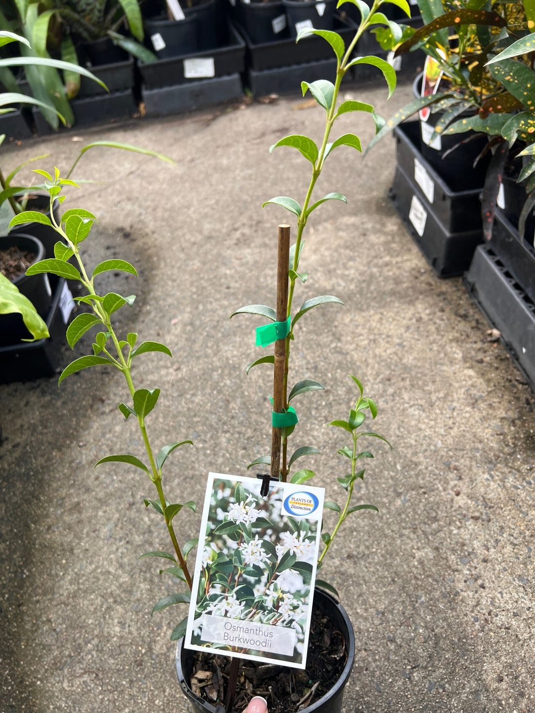 Osmanthus × Burkwoodii - Ladybird Nursery