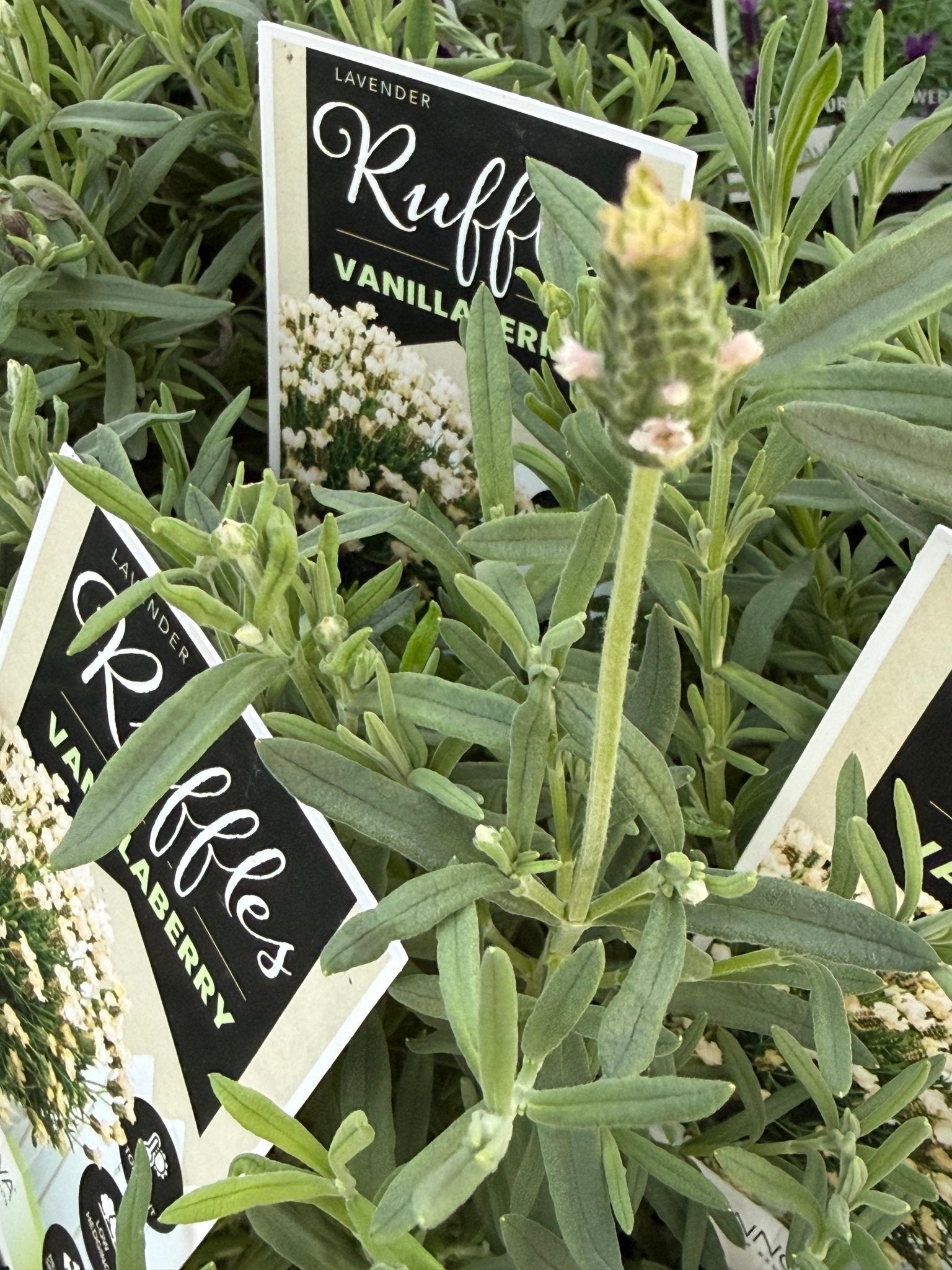 Lavender 'Vanillaberry Ruffles' (Lavandula pedunculata) - Ladybird Nursery