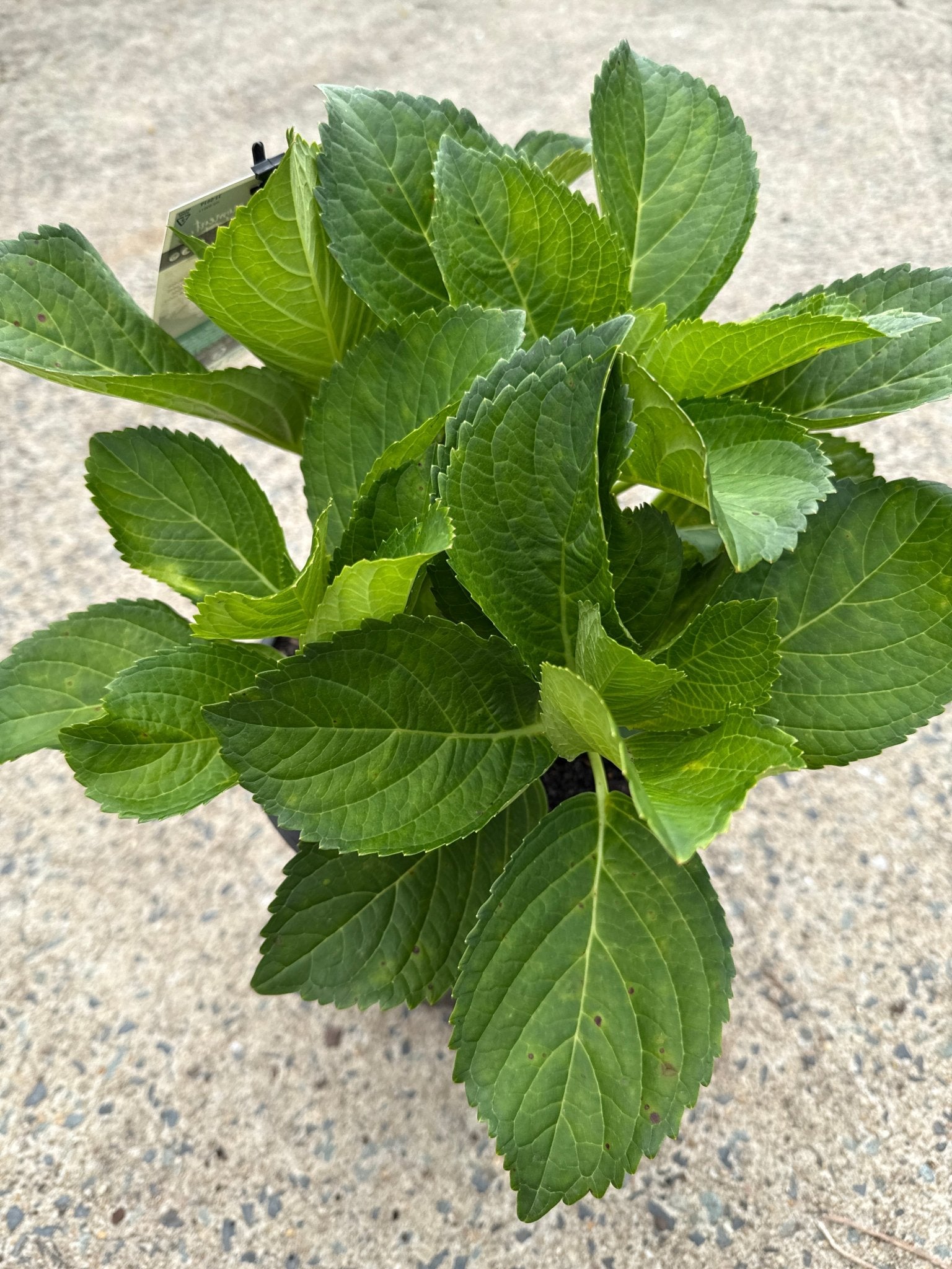 Hydrangea Magical Pearl - Ladybird Nursery