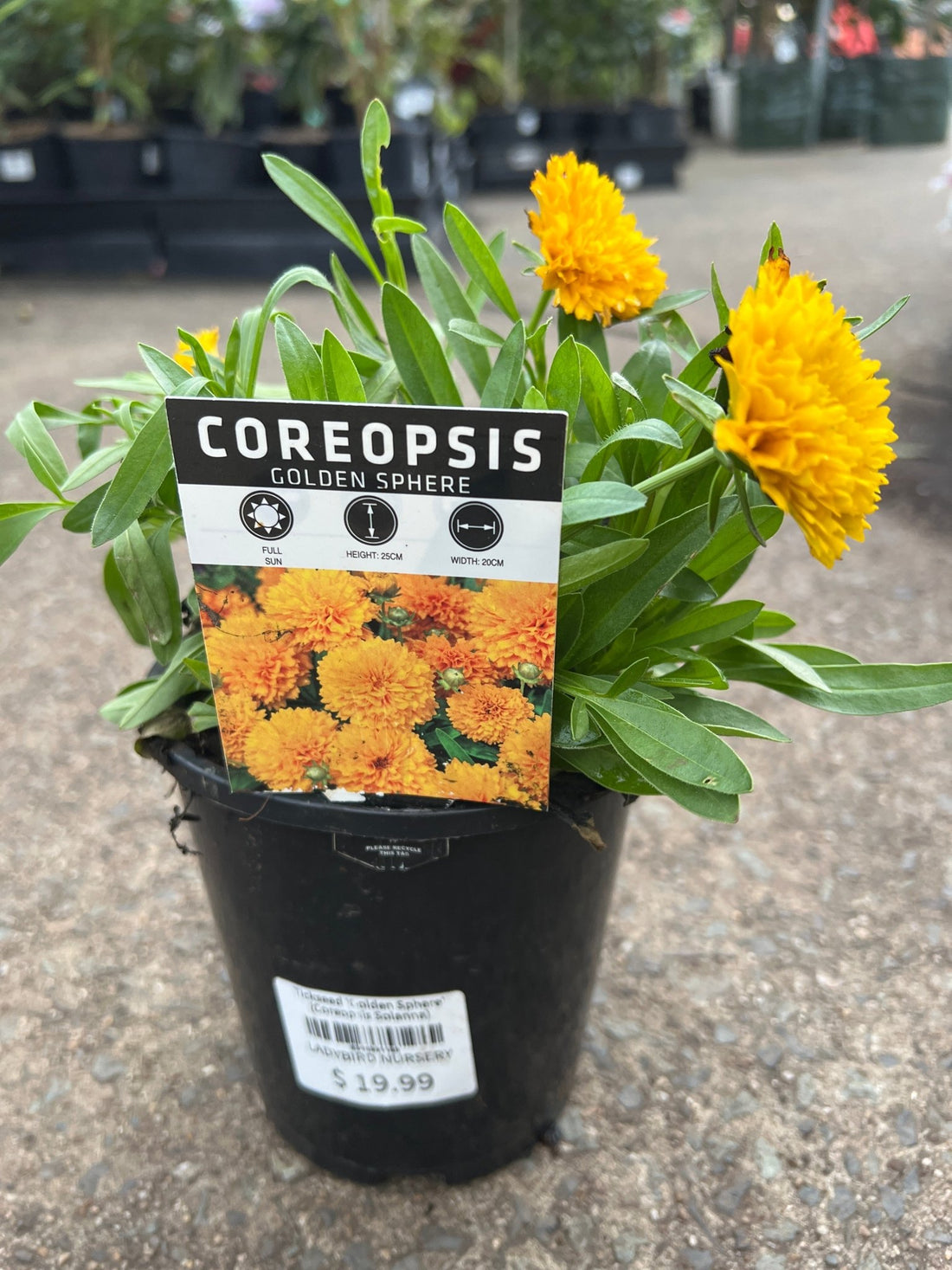 Tickseed 'Golden Sphere' (Coreopsis Solanna) - Ladybird Nursery