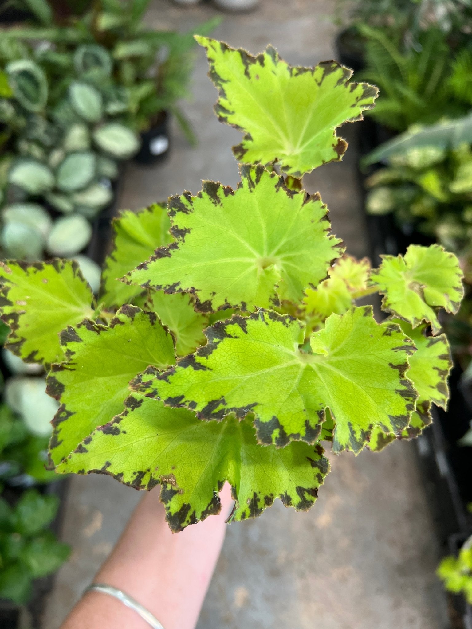 Begonia 'Party Dress' - Ladybird Nursery
