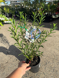 Waxflower 'Winter Rouge' (Philotheca myoporoides) - Ladybird Nursery