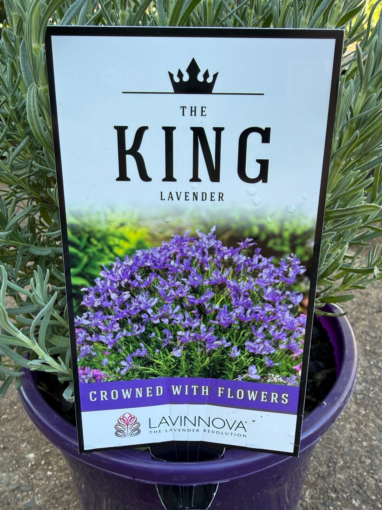 Lavender 'The King' - Large - Ladybird Nursery