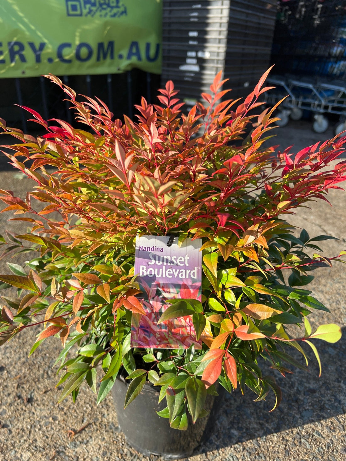 Sunset Boulevard (Nandina domestica) - Ladybird Nursery