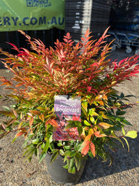 Sunset Boulevard (Nandina domestica) - Ladybird Nursery