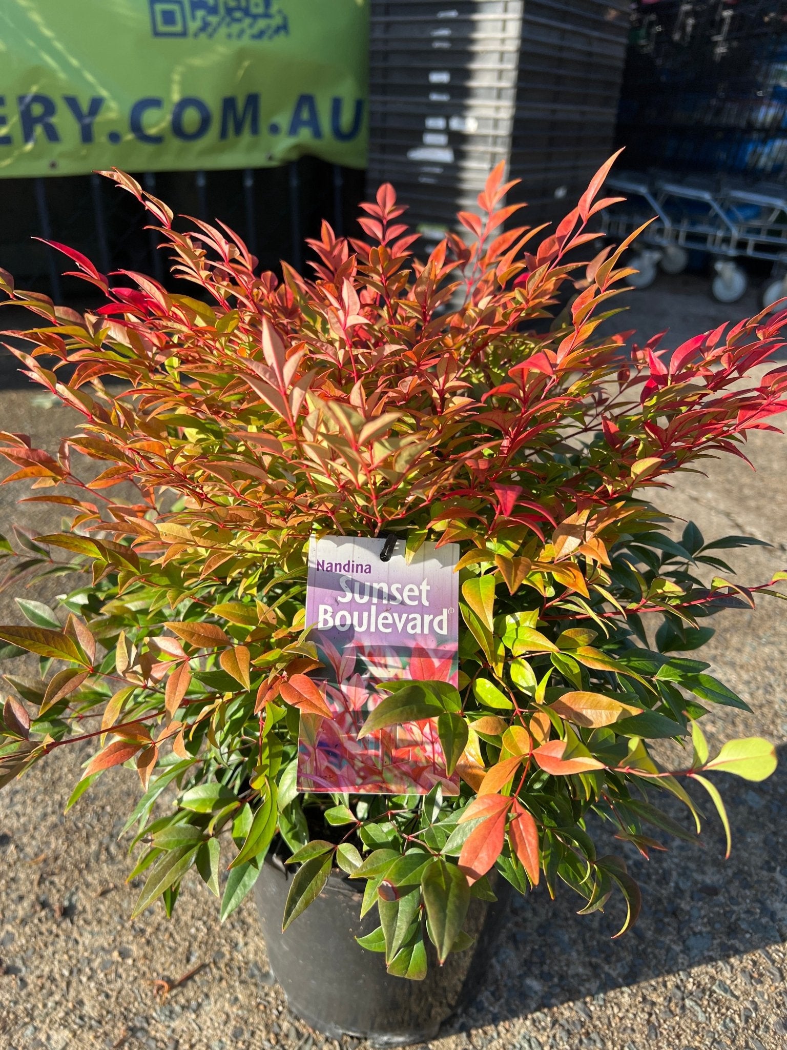Sunset Boulevard (Nandina domestica) - Ladybird Nursery