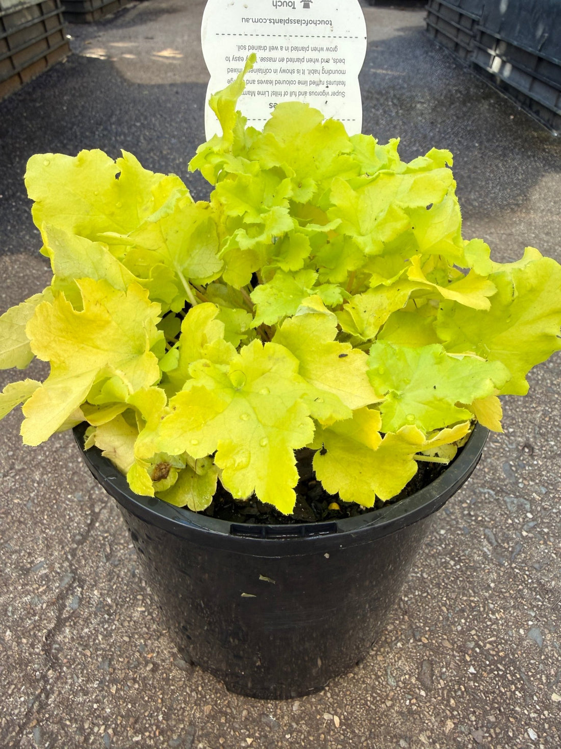 Heuchera 'Lime Marmalade' - Ladybird Nursery