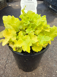 Heuchera 'Lime Marmalade' - Ladybird Nursery