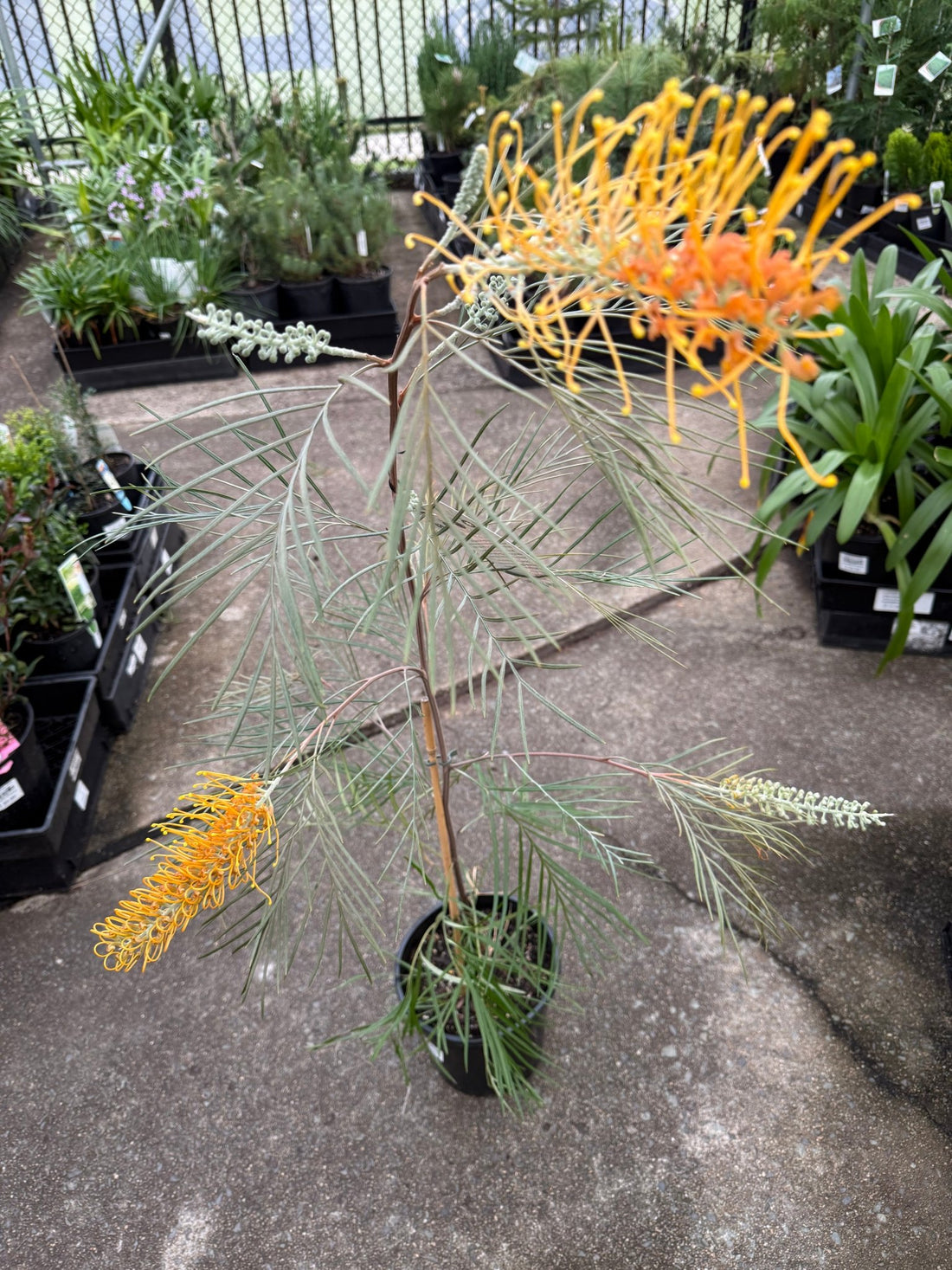 Grevillea 'Honey Gem' - Large - Ladybird Nursery
