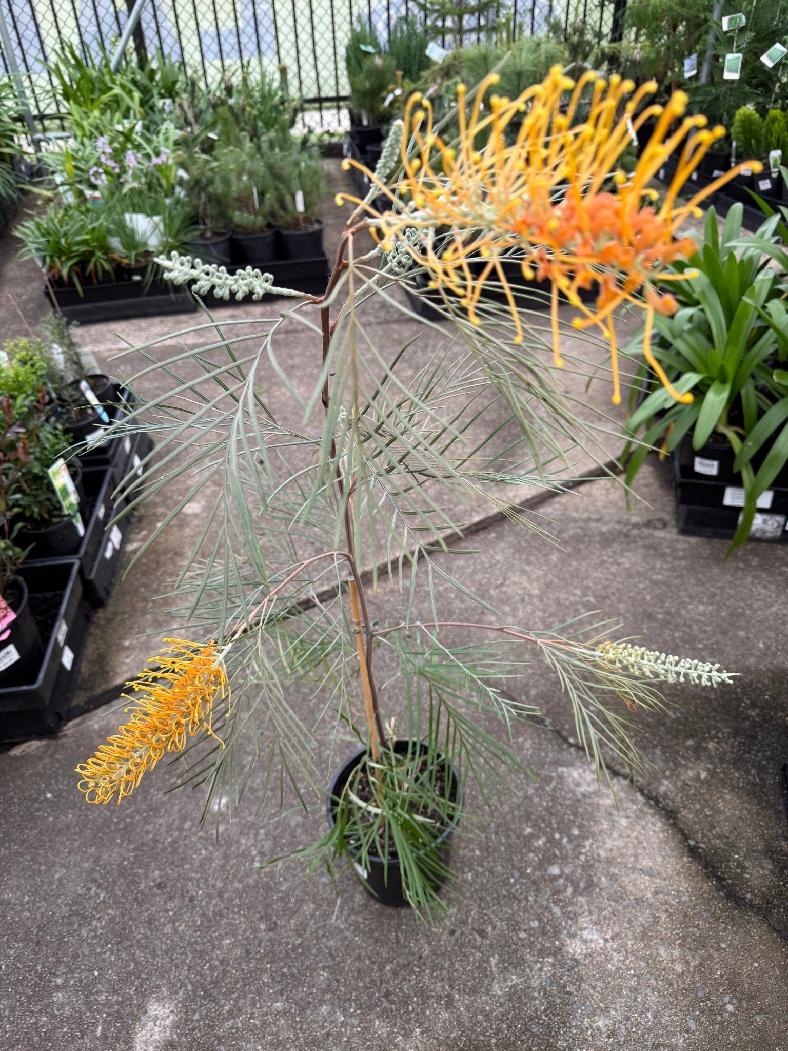 Grevillea 'Honey Gem' - Large - Ladybird Nursery
