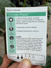 Rose 'Chicago Peace'