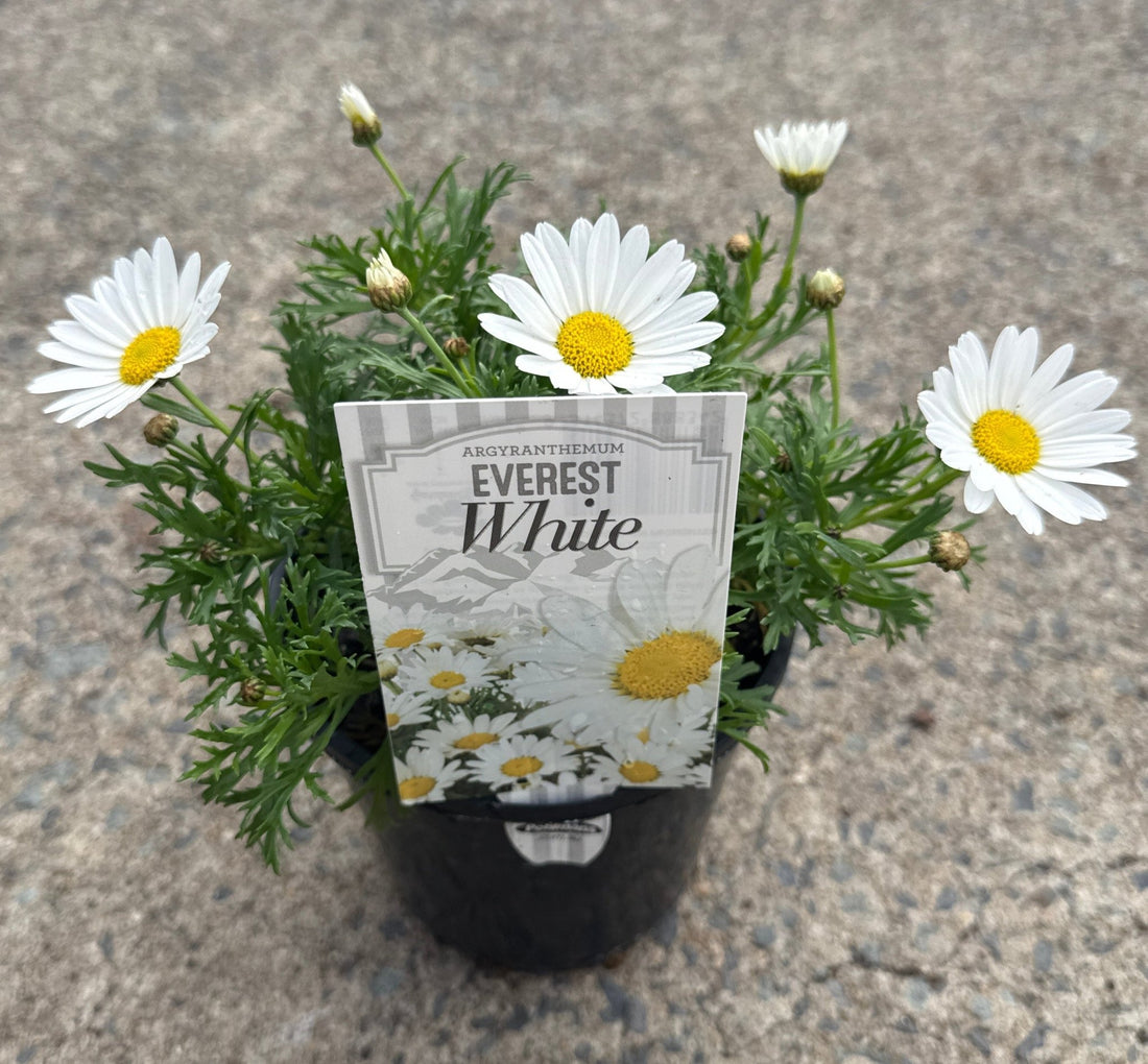 Daisy 'Everest White' (Argyranthemum)