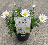 Daisy 'Everest White' (Argyranthemum)