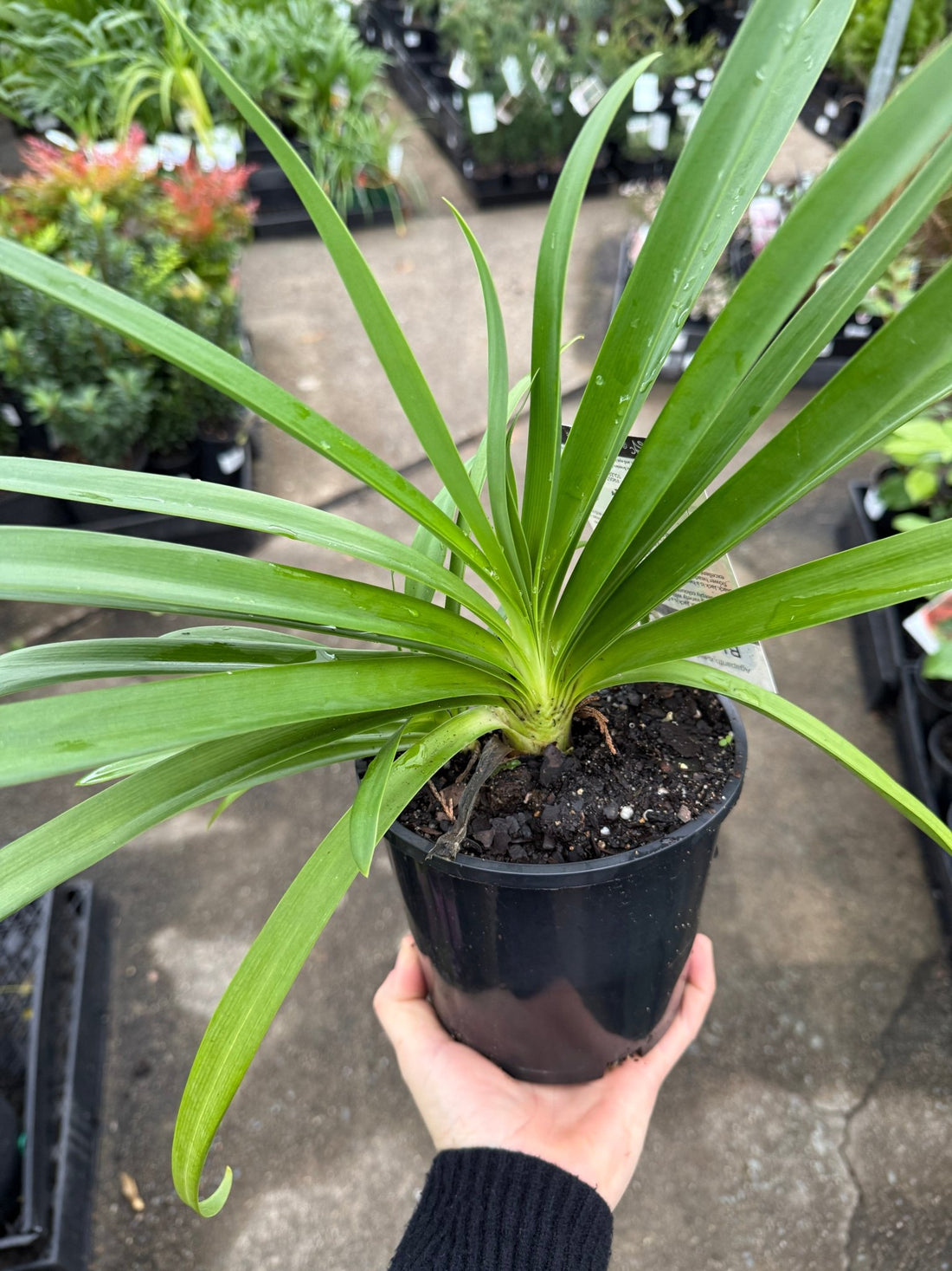Agapanthus 'Black Jack' - Ladybird Nursery