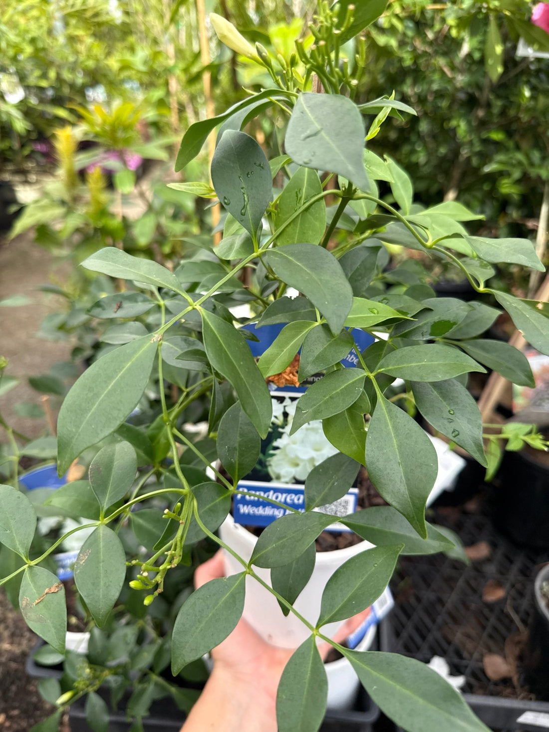 Bower Vine Wedding Bellz (Pandorea jasminoides) - Ladybird Nursery