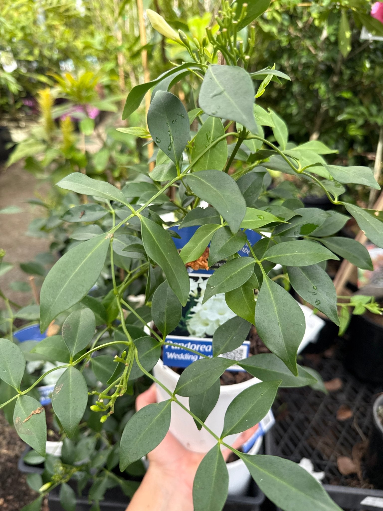 Bower Vine Wedding Bellz (Pandorea jasminoides) - Ladybird Nursery