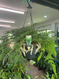 White Rabbits Foot Hanging Basket (Humata tyermannii) - Ladybird Nursery