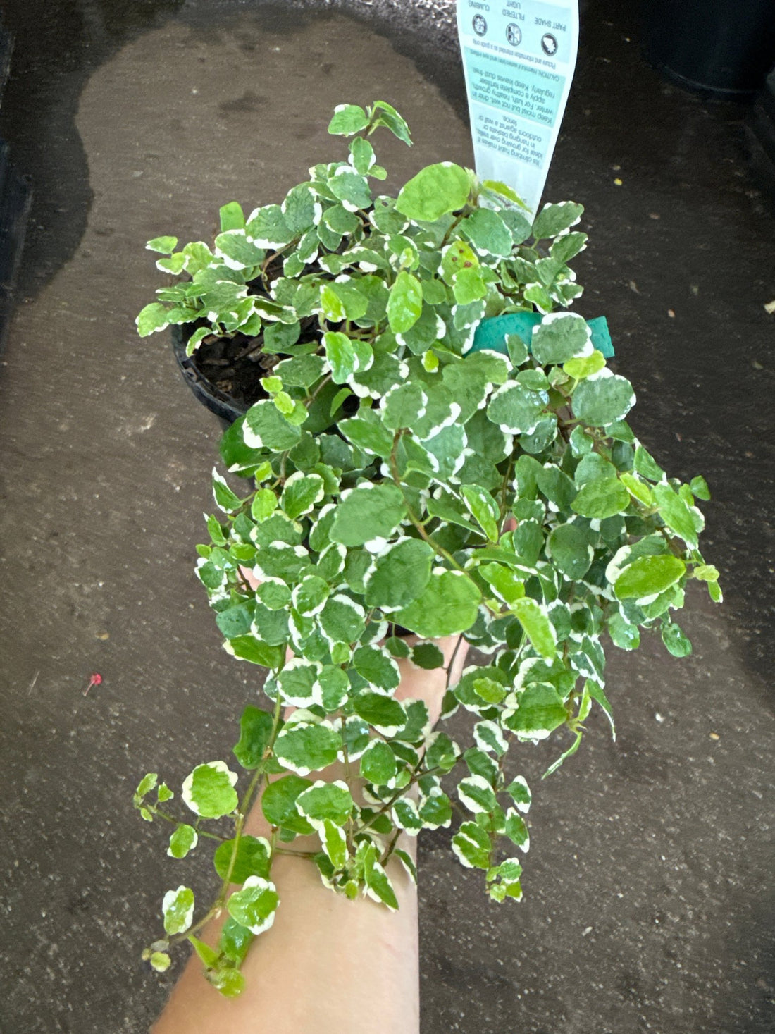 Climbing Fig Variegated (Ficus pumila) - Ladybird Nursery