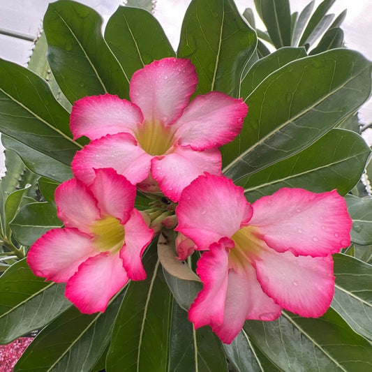 Desert Rose (Adenium obesum) - Ladybird Nursery