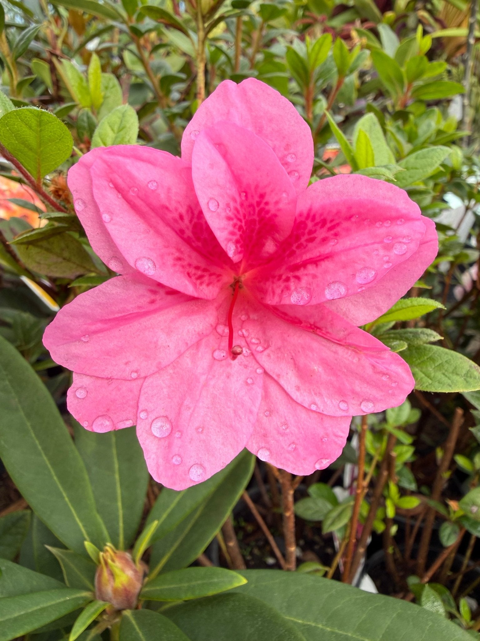 Azalea ENCORE AUTUMN EMPRESS™ - Ladybird Nursery
