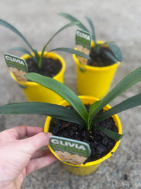 Clivia Cream/Yellow (Clivia miniata) - Ladybird Nursery