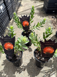 Leucospermum cordifolium - Ladybird Nursery