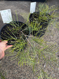 Grevillea 'Cooroora Cascade' groundcover - Large - Ladybird Nursery