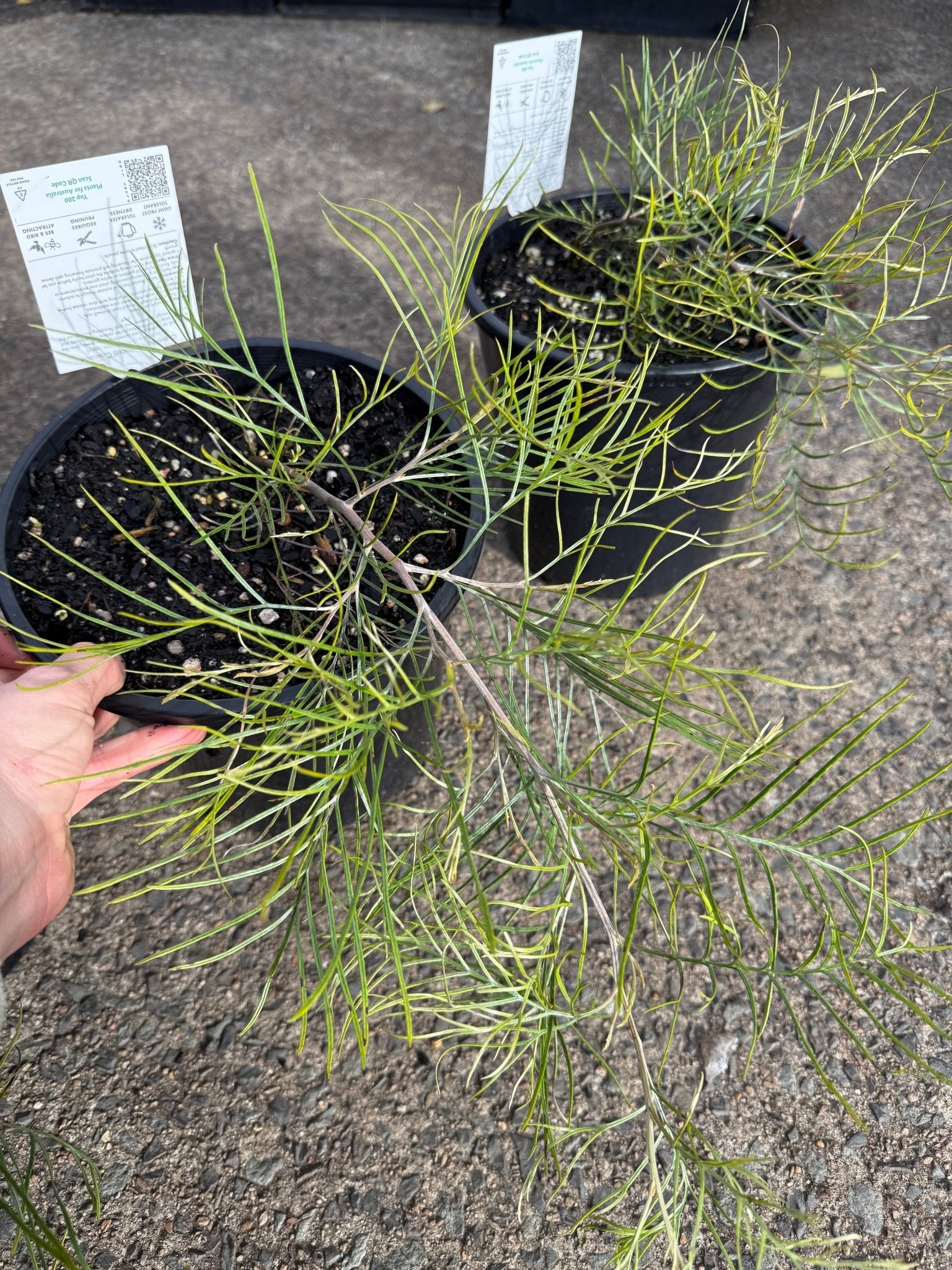 Grevillea 'Cooroora Cascade' groundcover - Large - Ladybird Nursery