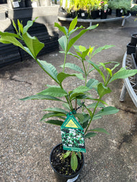 Tabernaemontana ‘Sweet Love’ - Ladybird Nursery