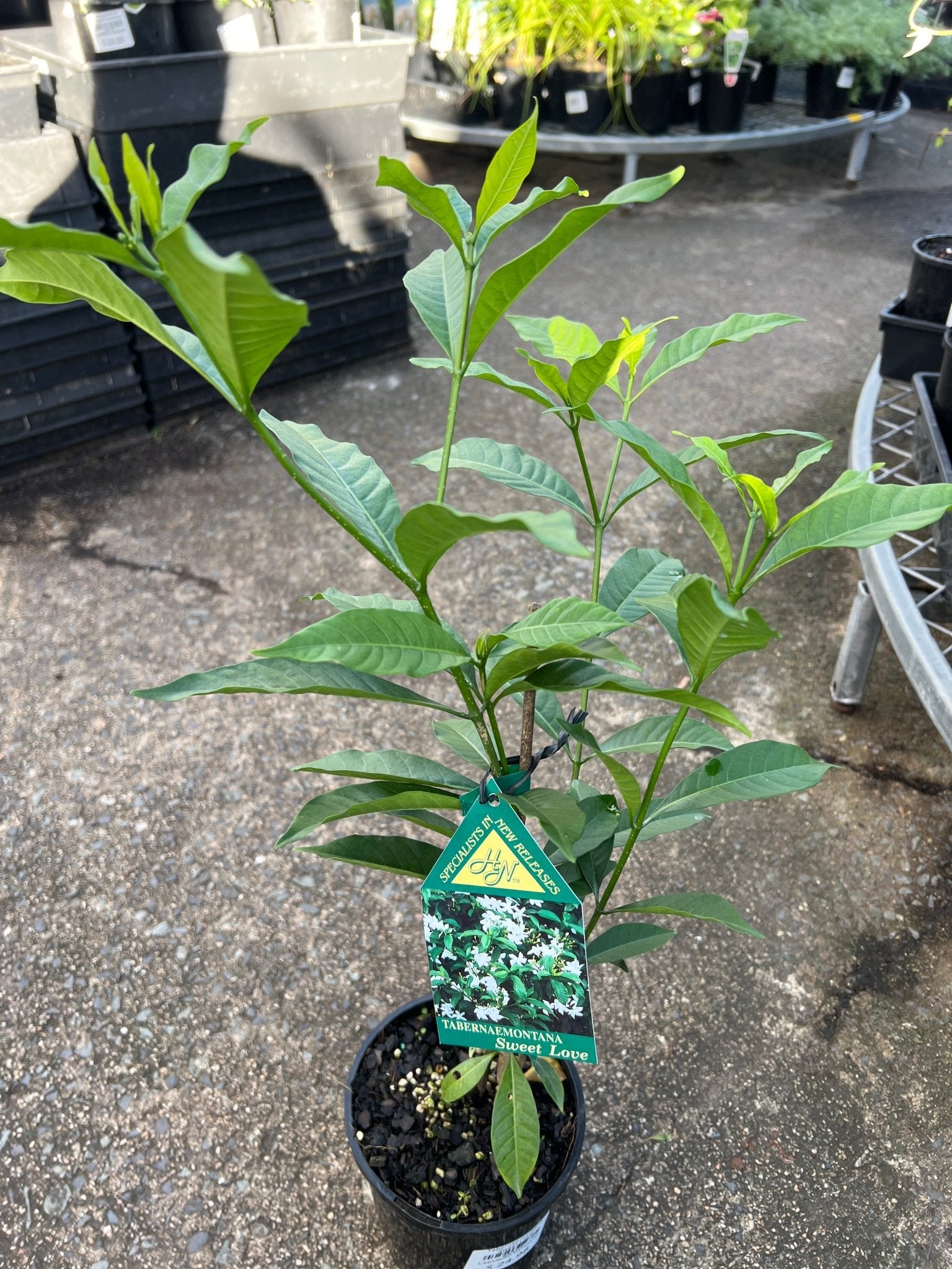 Tabernaemontana ‘Sweet Love’ - Ladybird Nursery