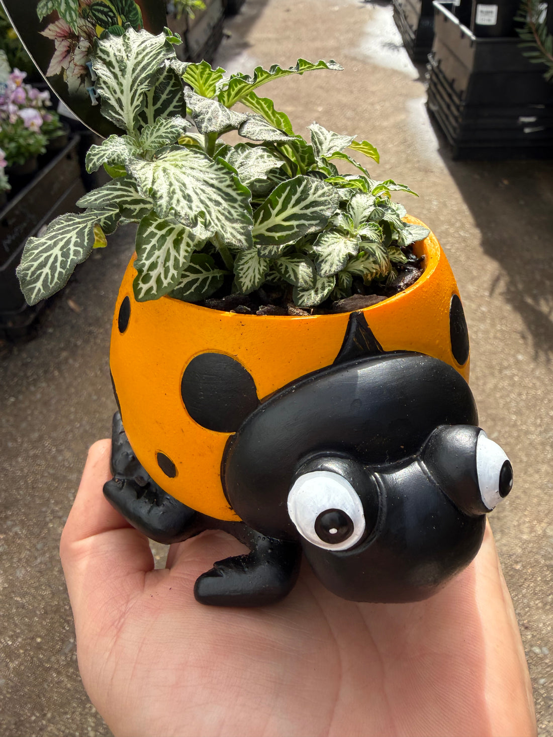 Yellow Ladybird Planter with Assorted Indoor Plant
