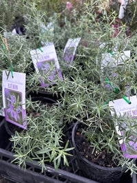 Coastal Rosemary 'Blue Moon' (Westringia fruticosa) - Ladybird Nursery